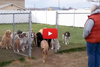 This Dog Sure Had Something Else On His Mind!