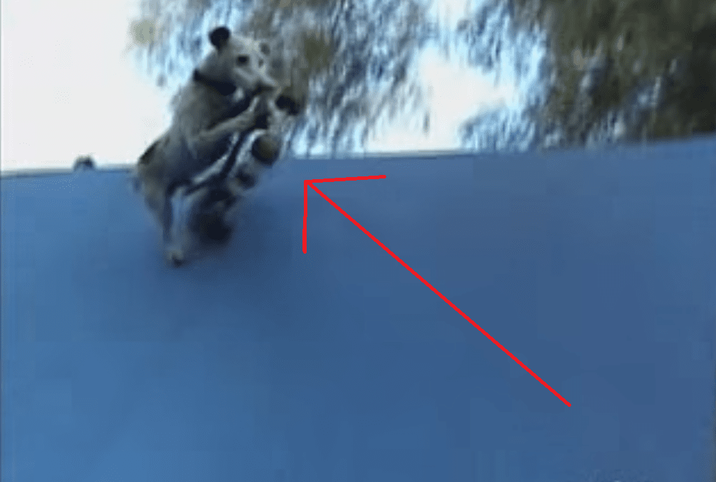 This Dog Takes Extreme Sports to the Next Level!! Absolutely Amazing!
