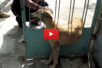 This Dog Was Losing Hope, But Animal Aid Saved The Day!