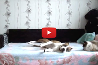 This Dog Wasn't Allowed on the Bed, Watch What Happens When His Owner Leaves!