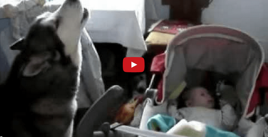 This Dog Wins Parent of The Year! Watch This Amazing Dog Calm A Crying Baby!!
