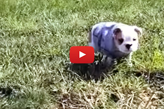 This English Bulldog Puppy Has An Adorable Hobby!