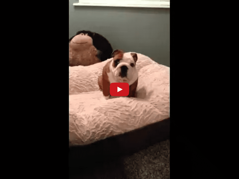 This English Bulldog Puppy Just Got a New Bed and His Reaction is PRICELESS! His Happiness is Infectious!!