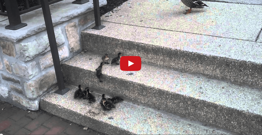This Family of Baby Ducklings Trying to Climb Stairs Will Make Your Day Complete!