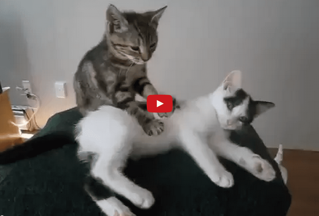 This Feline Masseuse is Good at His Job and Knows that Hard Work is its Own Reward!!