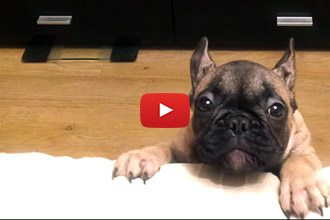 This French Bulldog Gets Adorably Mad When She Can't Get on the Couch!