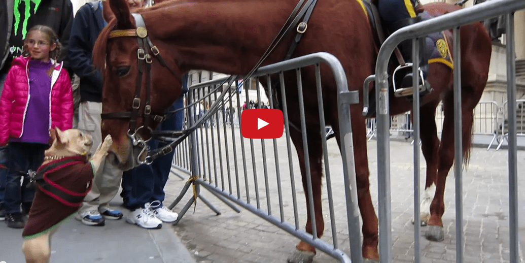 This French Bulldog is Crazy About This Police Horse! Too Cute!!