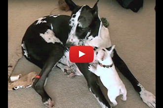 This Frenchie Loves His Oversized Friend!