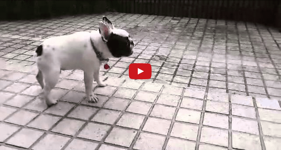 This Frenchie Playing in the Rain is the Most Adorable Thing You'll See All Day!!