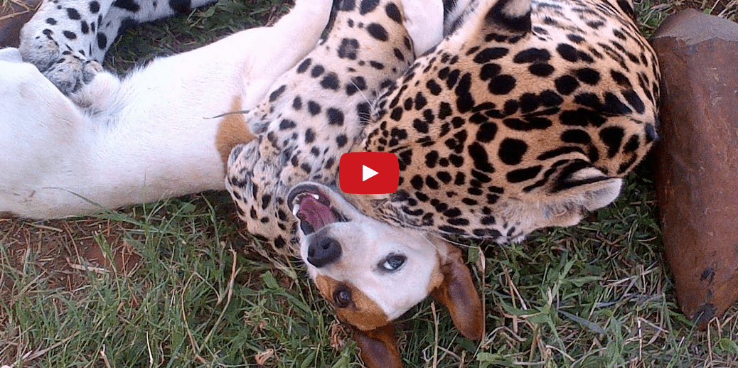 This Friendship Between a Dog and Jaguar Shows that Love Knows No Bounds! Too Cute!!