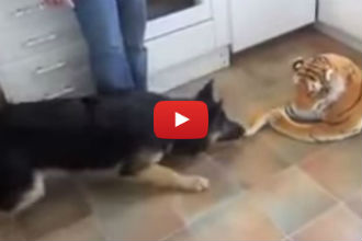 This German Shepherd Dog is Hilariously Afraid of His New Stuffed Tiger Toy!