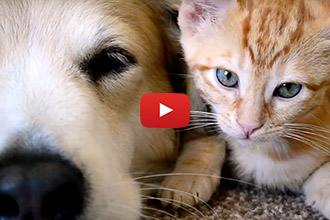 This Golden Retriever Loves Cuddling With His Kitties!