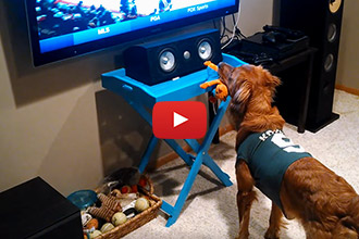 This Golden Retriever LOVES Hockey!