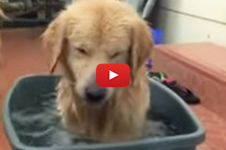 This Golden Retriever Puppy Loves Digging In The Water!