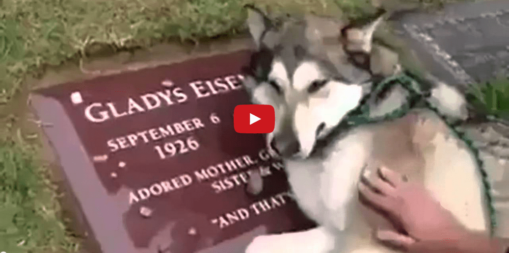 This Grieving Dog Proves Pets Are People Too! So Touching and Sad!!
