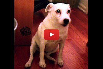 This Guilty Dog Has the Cutest Reaction When Mom Asks Who Ate the Trash!
