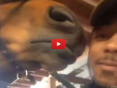This Guy Tries to Take a Selfie With a Horse and Gets an Adorable Surprise!