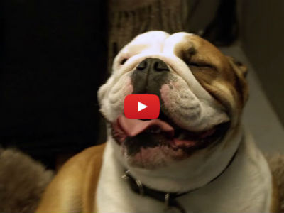 This Happy Bulldog Gets an Amazing Kennel Makeover When His Family Goes on Vacation!