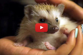 This Hedgehog Is A Dog's Best Friend!
