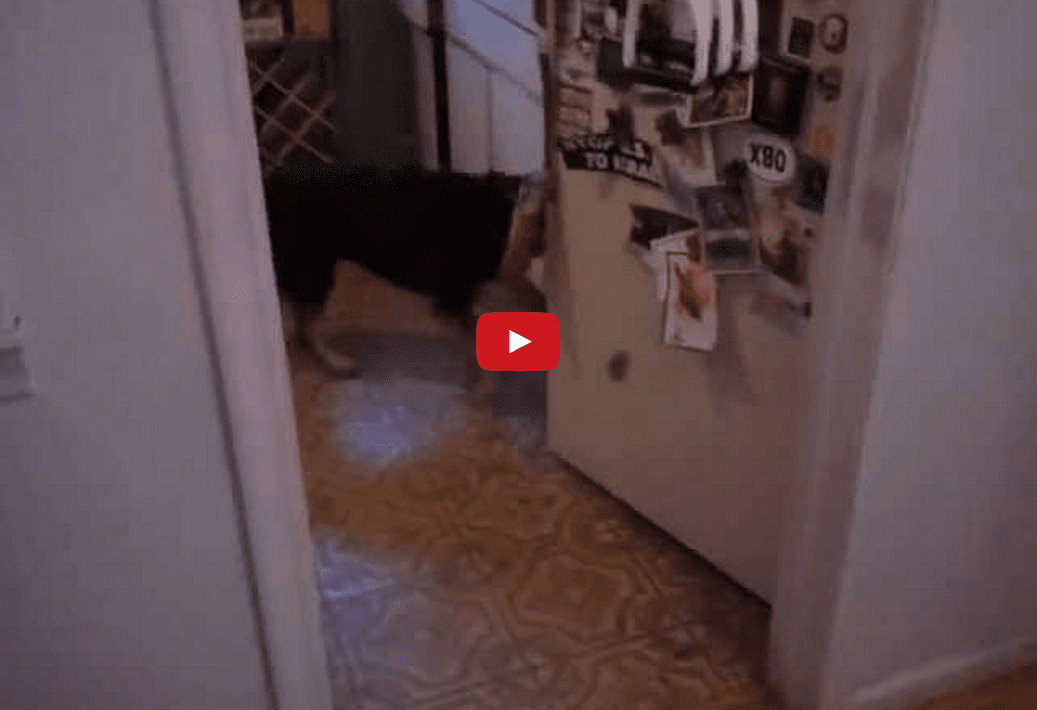 This Helpful Dog Can't Wait to Play Frisbee! You Won't Believe How Smart This Dog Is!!