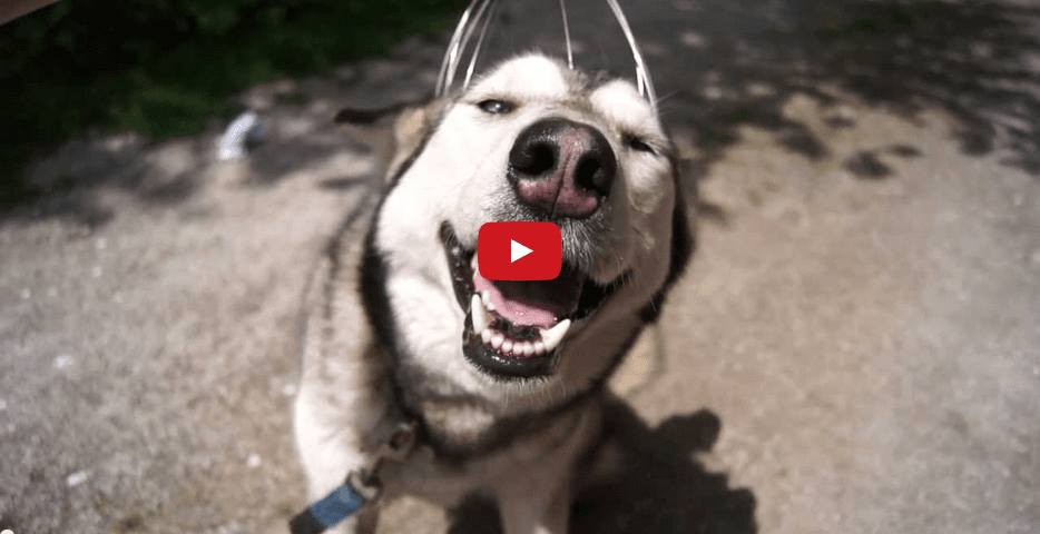 This Hilarious Husky LOVES Having His Head Scratched!!