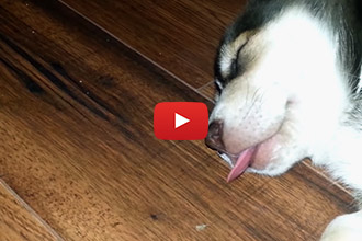 This Hilarious Sleeping Husky Puppy is Definitely Dreaming About Licking Something!