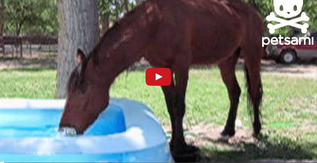 This Horse Loves the Water and It's HILARIOUS! Try Not to Smile!!