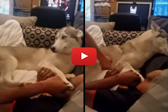 This Husky Is One Determined Cuddler!