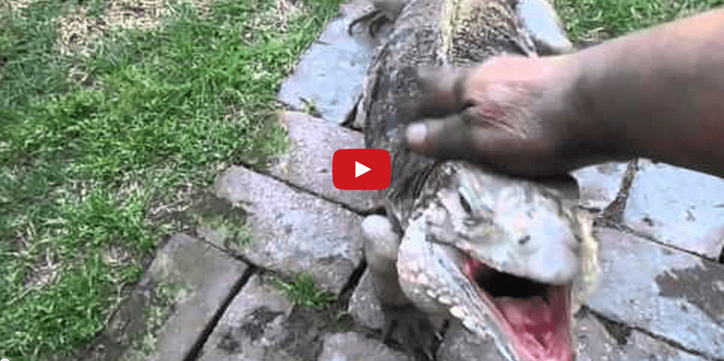 This Iguana Thinks It's a Dog and It's Absolutely Adorable!!