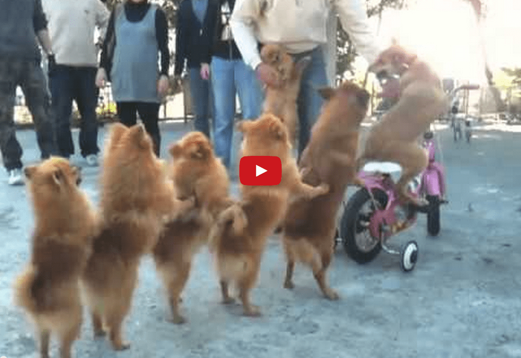 This Incredulous Video of Dogs in a Conga Line Will Have You in Awe! Absolutely Incredible!!