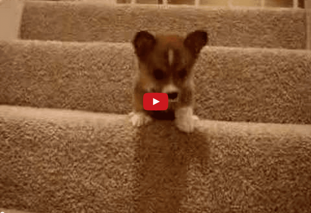 This Inspiring Corgi Goes Down the Stairs for the First Time- And it's Adorable! 