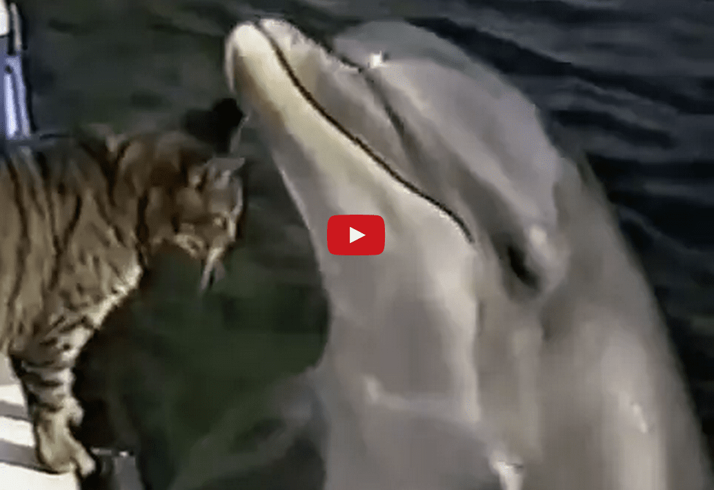 This Interaction Between a Cat and Wild Dolphins is Enthralling! I Can't Look Away!!
