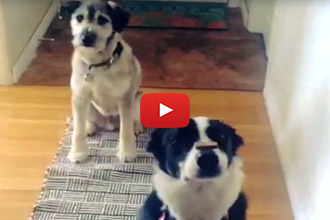 This is Either A Very Clever Trick, Or A Well Timed Mistake!