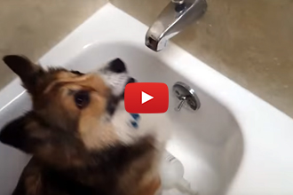 This Is One Corgi Who LOVES His Showers!