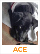 This Is One Funny Dog You Have To Read About!