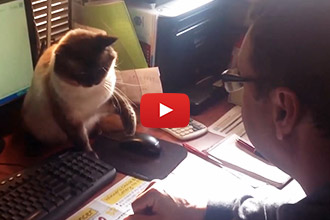 This Is What Happens If You Don't go to EntirelyPets.com On Cyber Monday!