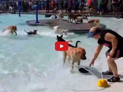 This is What Happens When Dozens of Dogs Have a Pool Party Together!