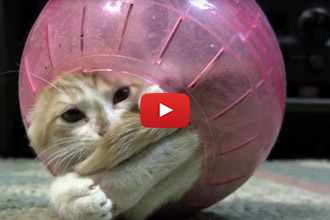 This Kitten Has All The Fun In A Hamster Ball!
