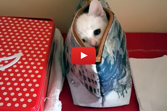 This Kitten Has Too Much Fun In His Mom's Handbag!