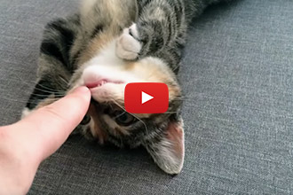 This Kitten Loves Having Her Nose Booped