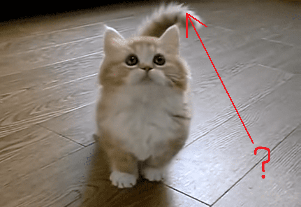 This Kitten's Wide-Eyed Expression Will Melt Your Icy Heart! Watch Her Play in this Adorable Video!!