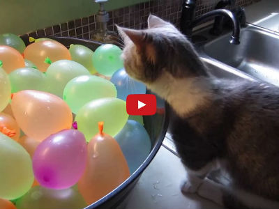 This Kitten Tries to Play With Water Balloons and Has the Cutest Reaction!