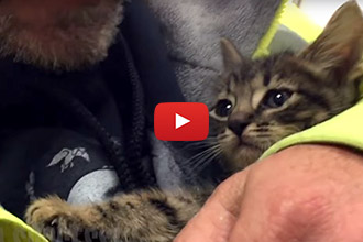 This Kitten Was Trapped In A Storm Drain For 33 Hours... His Rescue Is Incredible!