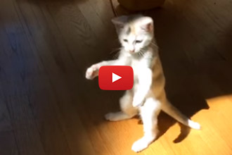 This Kitten Will Make You Laugh!