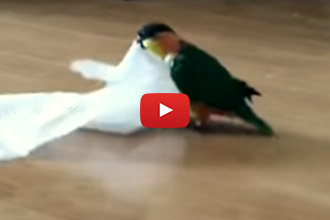 This Little Bird Loves Her Unusual Toy