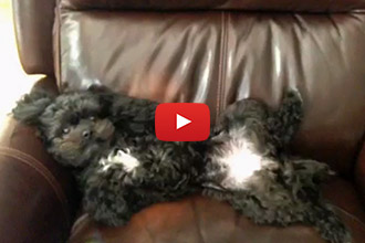 This Little Dog Has Mastered the Art of Relaxation!