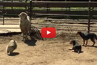 This Little Dog Unleashes His Inner Herding Dog... And It's TOO Cute!