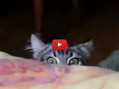 This May be the Cutest Compilation of Cats Trying to Hide Ever!!