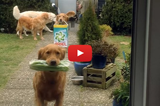 This Might Be The Handiest Trick To Teach Your Dog!