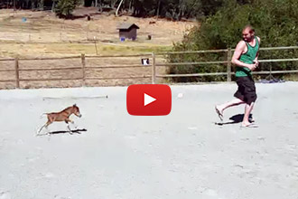 This Miniature Horse Can't Stop Chasing His Human!